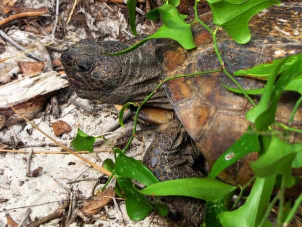 Active gopher tortoise burrows have been identified in
