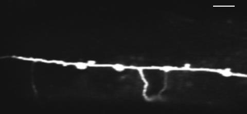 labelled neurons (two-photon