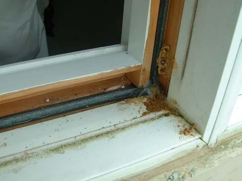 Mullions and mullion caps are a significant problem on all ganged window units. Check below these areas for moisture.