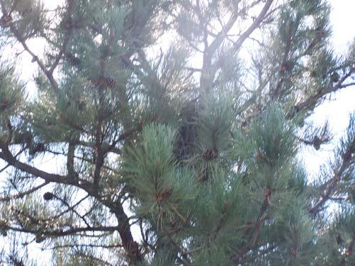 Magpie nest within a pine tree on the CAG