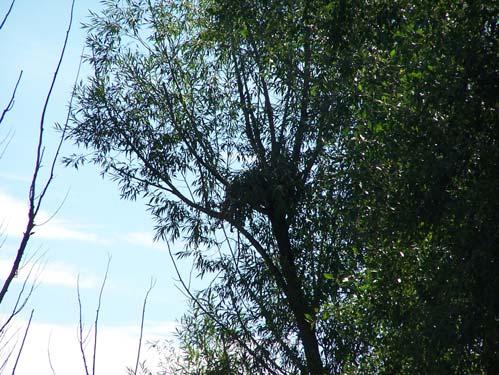 Raptor nest in willow tree along the
