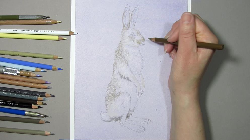 I begin shading my jackrabbit with short linear strokes, applied in the direction of his fur.
