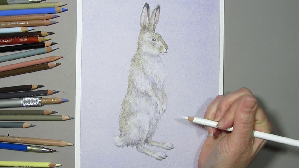 After my colored pencil layer, I ll apply a layer of acrylic to deepen the colors in my jackrabbit and push the values darker.
