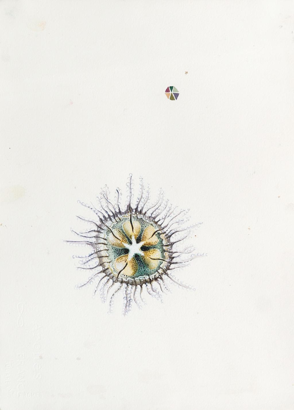 Underside of jellyfish watercolour on