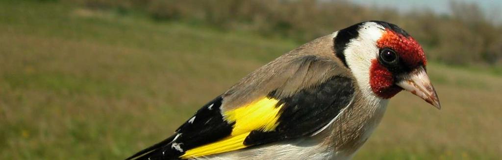 SIMILAR SPECIES Adults are unmistakable with their head pattern; juveniles are easily recognized by their wing and tail pattern. Goldfinch. Spring. Adult. Male (20-IV).