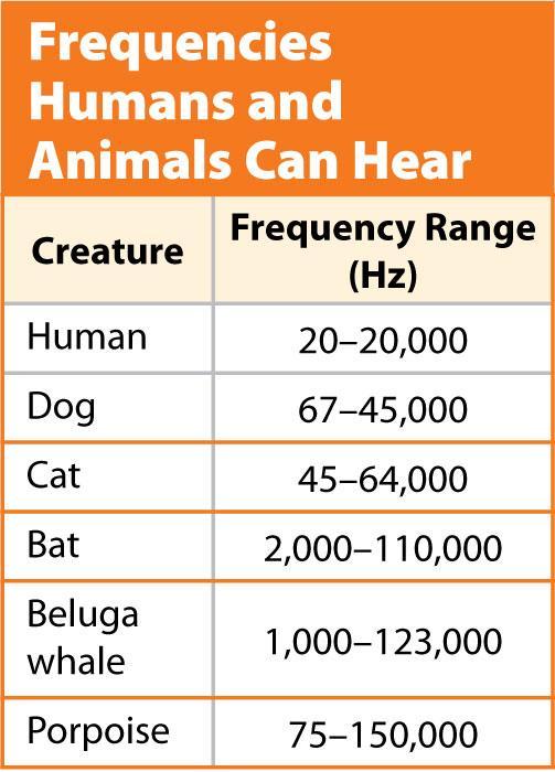 The Human Ear (cont.