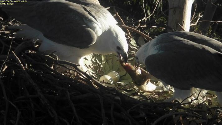 Observations of prey provision at the nest by the EagleCAM team From previous observations from the camera footage and from incidental observations and photography, the main prey of this pair of