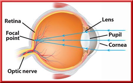 14.2 Lenses Lenses and Eyesight The retina is the inner lining of your eye.