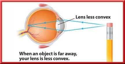 14.2 Lenses Focusing on Near and Far As an object gets farther from your eye, the focal length