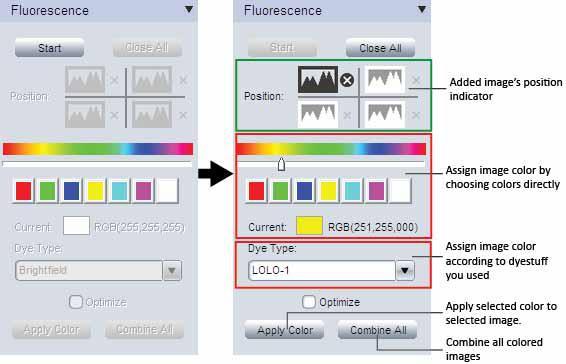 Fluorescence This function is used to assign Black & White fluorescence images with different colors and combine them together into one image.