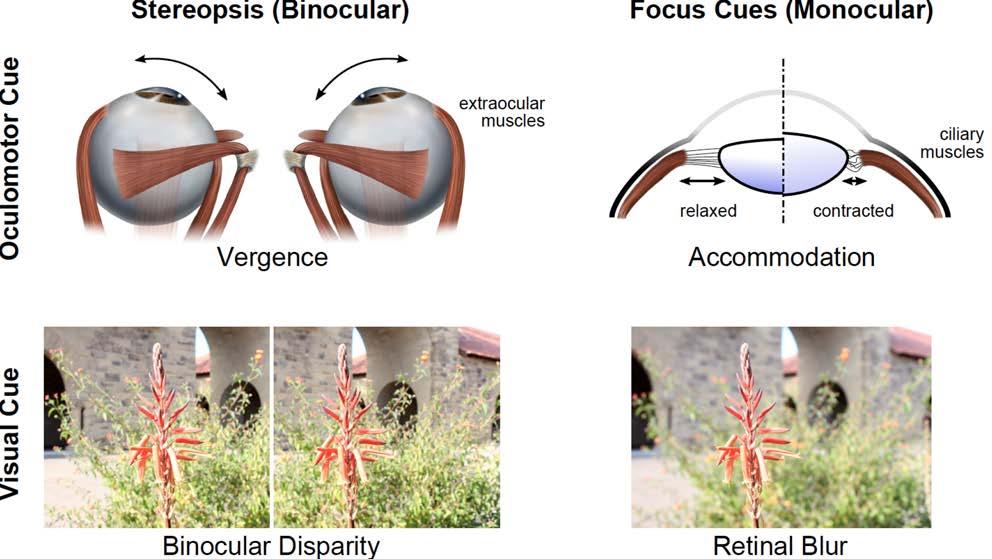 Human Eye Muscles and Optical
