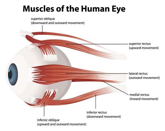 Human Eye Muscles and Optical Controls far