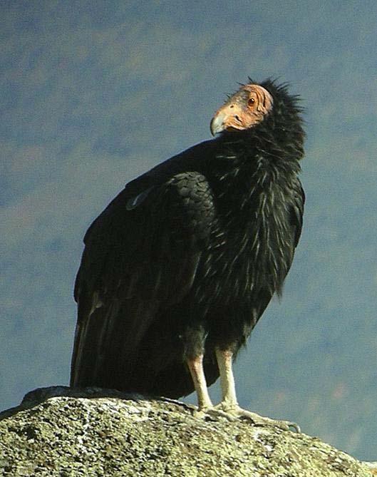 and current status of the California Condor population.