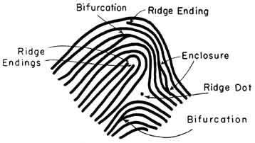 18 Fingerprint Classification & Patterns The usefulness of fingerprints for suspect identification depends on three principles: 1.