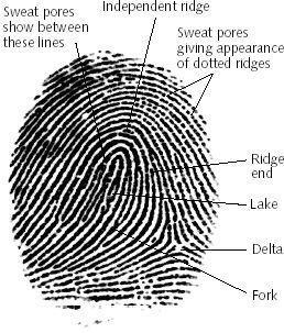 6 Formation of Fingerprints The individual nature of fingerprints has been known for about 2,000 years, but scientists only recently understood how fingerprints form in the womb.