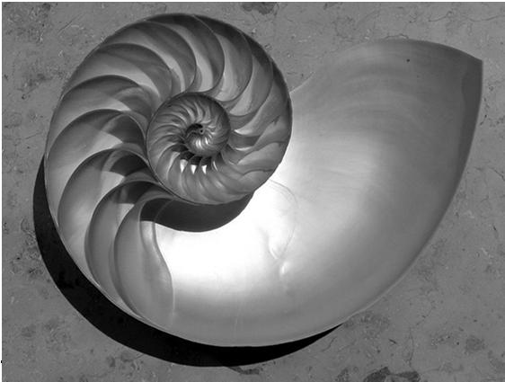 Golden Spiral This does give a logarithmic spiral: Θ = a