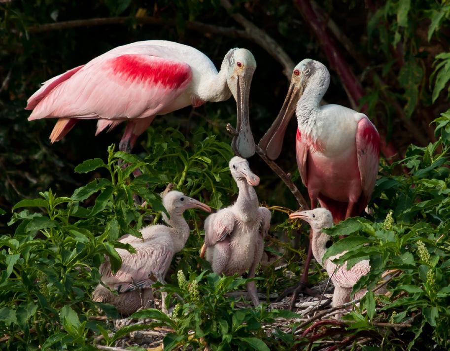 Central Everglades 27,378 wading bird nests were recorded across the Central Everglades Water Conservation Areas (WCAs), representing an 18% increase over the 10-year average, in part due to the