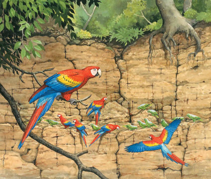 Most parrots live in warm forests.