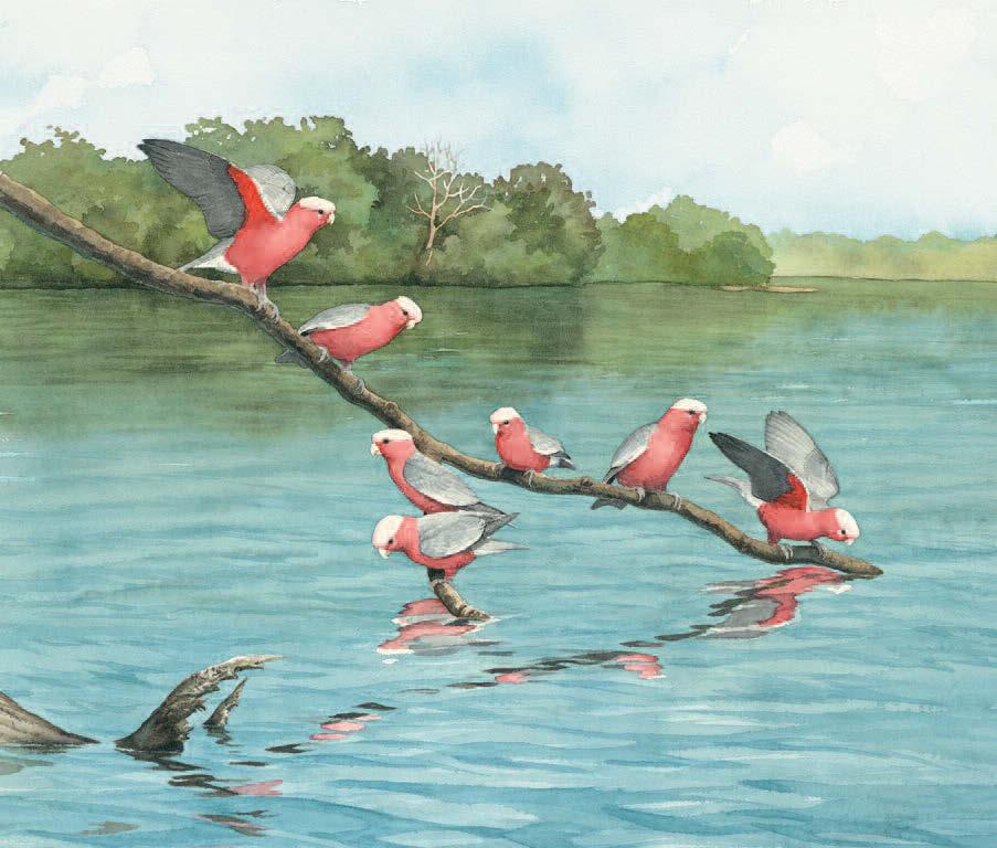 Many parrots live in