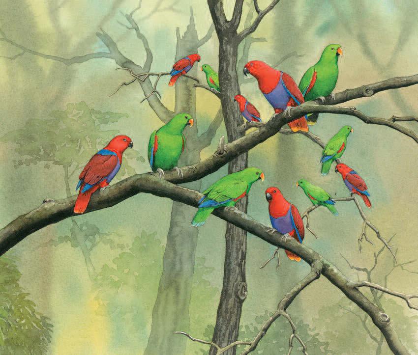 Parrots roost in large groups at night.