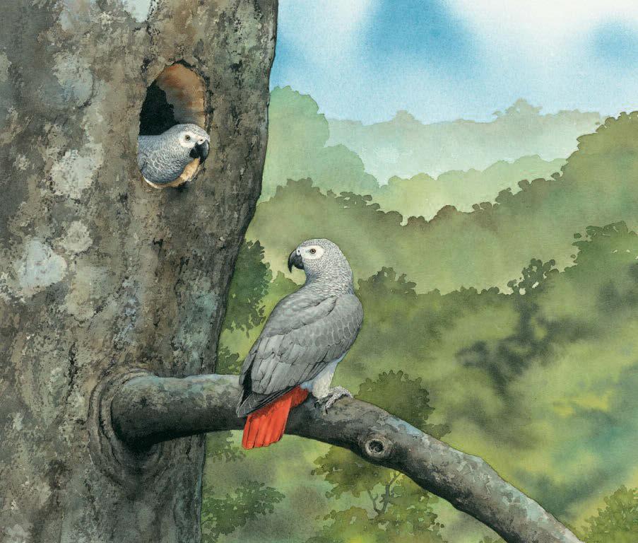 Most parrots have nest holes in