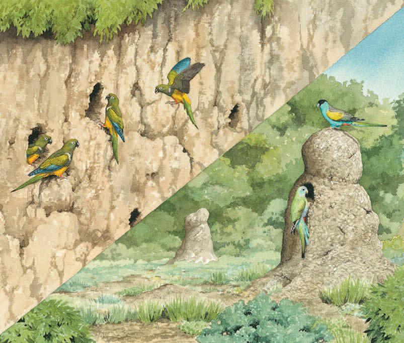 Some parrots dig burrows for their nests.