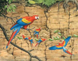 PLATE 8 While many kinds of parrots live in tropical rainforests, some are also found in temperate forests. Scarlet Macaws live in tropical forests, often close to rivers.