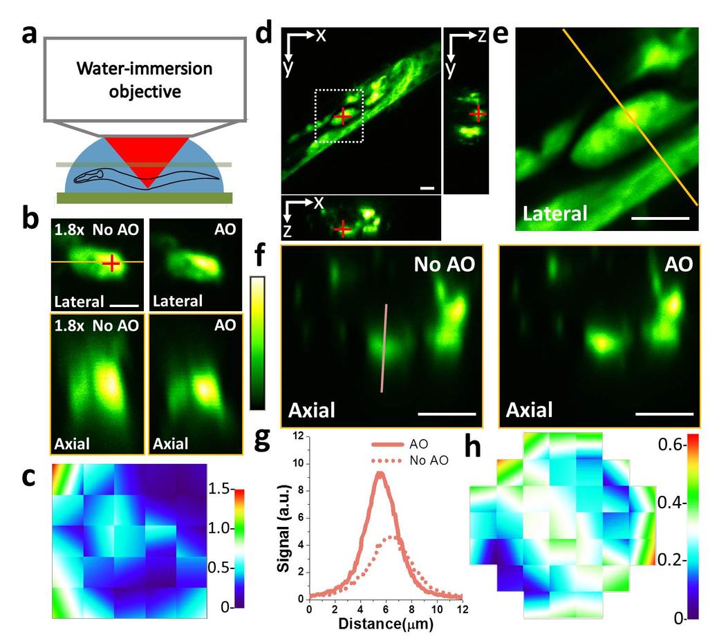 Supplementary Figure 3 AO correction of GFP-labeled C. elegans neurons in vivo. (a) Imaging through the cylindrical body of a C. elegans. (b) Lateral and axial images of neurons before and after two iterations of AO, with a display gain of 1.