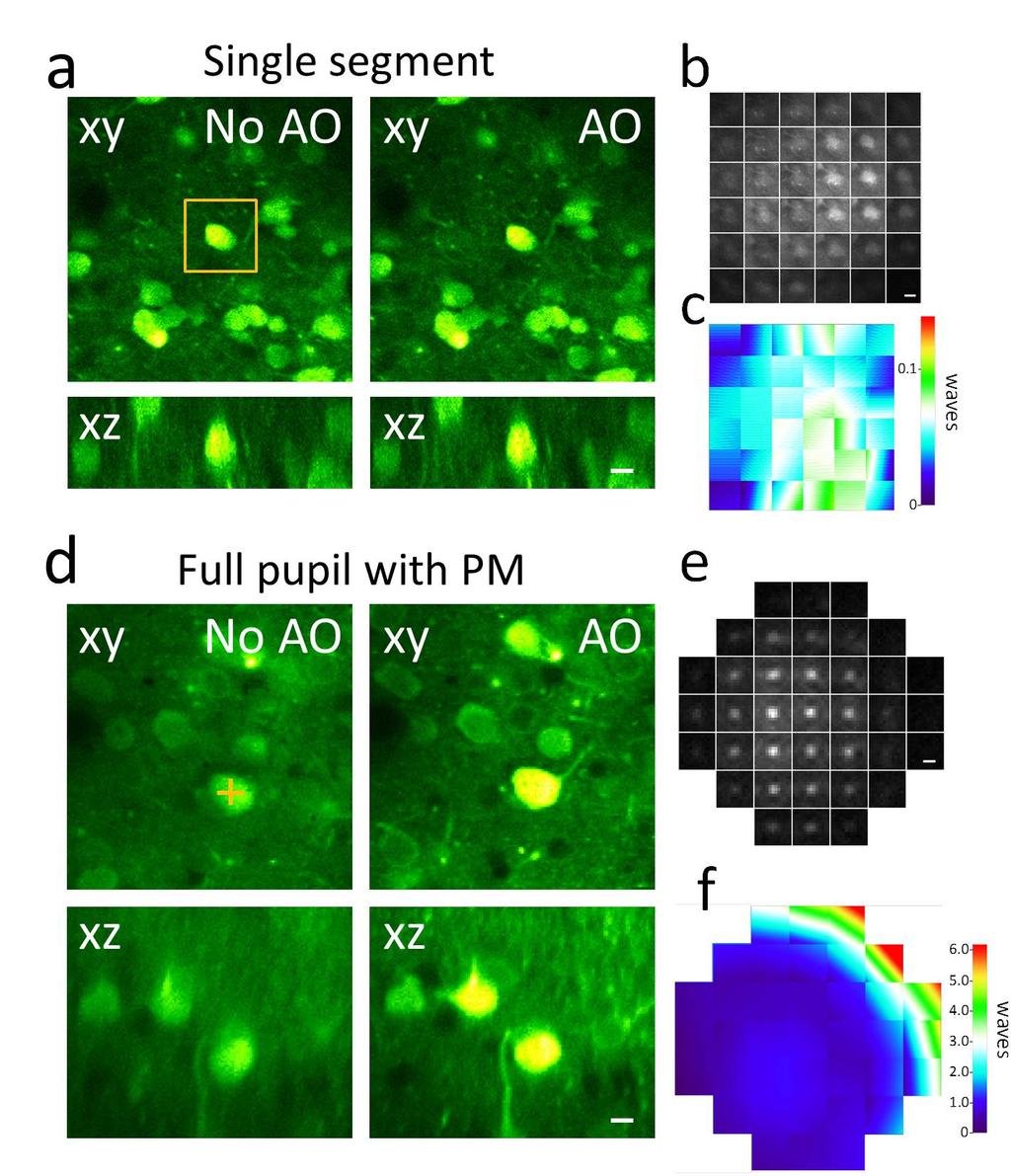 Supplementary Figure 5 The single-segment illumination AO method fails in densely labeled mouse brain, whereas the multiplexed method succeeds.