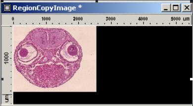 Imaging Plus The resulting image then shows the first embryo head in the top left-hand corner. As ForceSizes was set to Off, the image size corresponds to that of the original.
