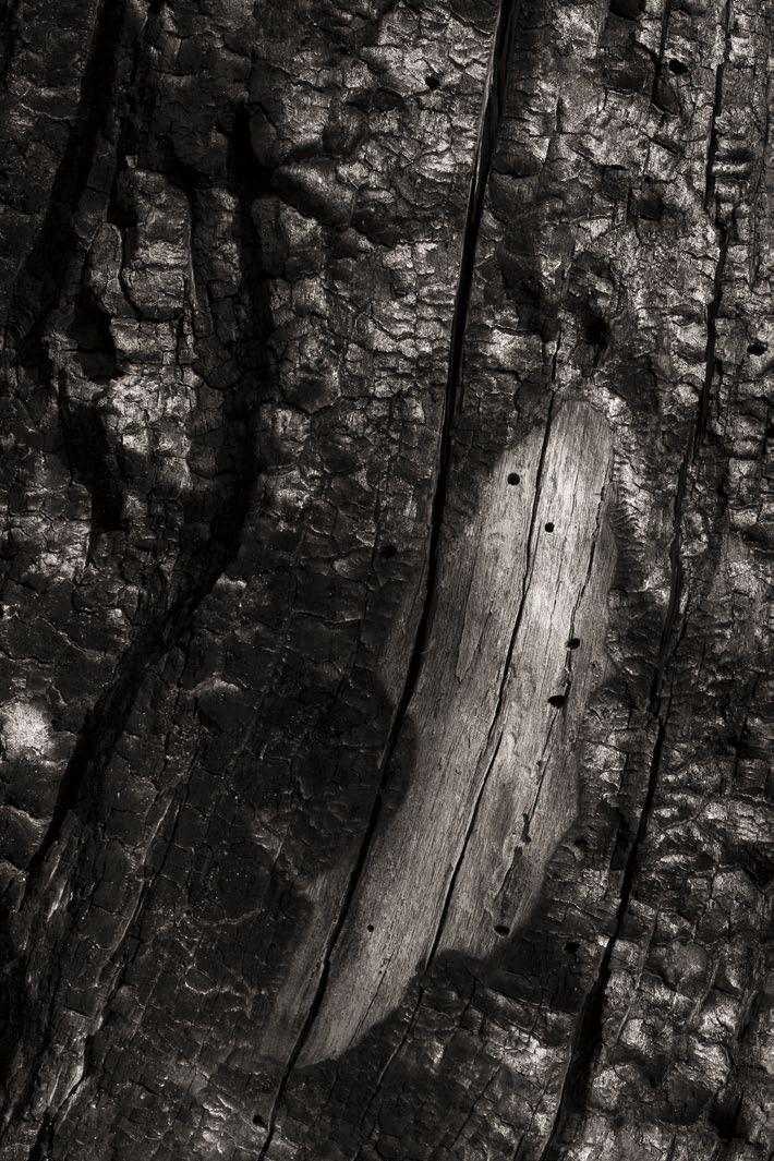 Wounded Bark, 30-Mile