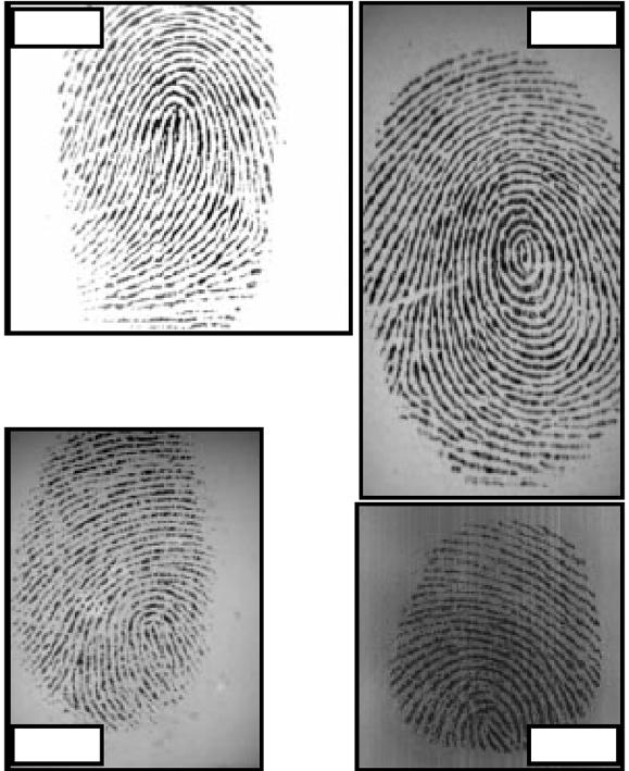 Segmentation of Fingerprint Images Using Linear Classifier 481 Block feature extraction Linear classification Morphological postprocessing Figure 1: Framework of the segmentation algorithm.