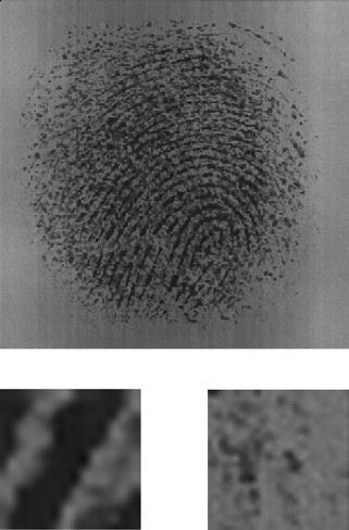 i+2j+2 Original fingerprint. (c) Original fingerprint. Fingerprint segmented manually. (d) Fingerprint segmented manually. Figure 3: Two examples of fingerprints and segmented fingerprints of DB3.