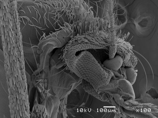 field and resolution of the SEM