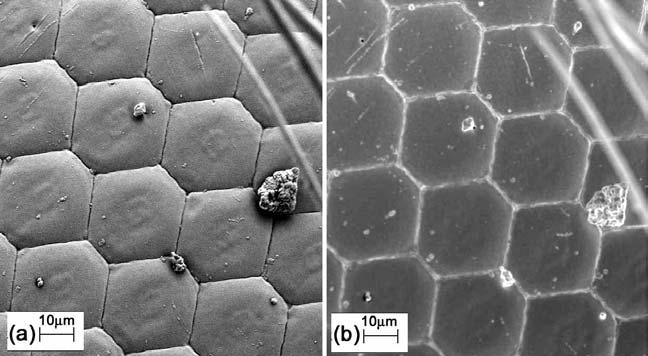 Effect of detector position Compound eye of an insect, coated with gold to make the specimen conducting.