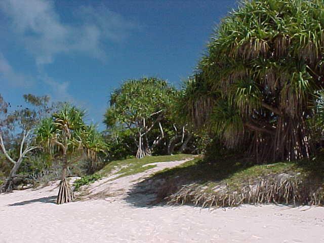 At Heron Island it is critical that a development plan for the site be a document that is sensitive to the natural environment.