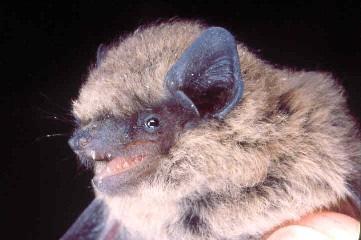 WATERFORD Bat survey and assessment Report