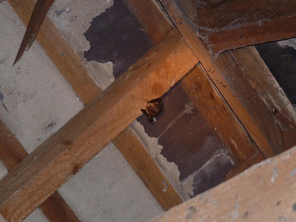 Plate 47: Brown long-eared bat resting