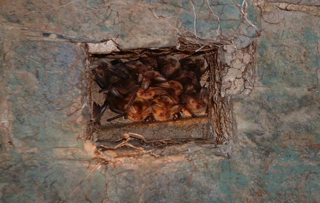 long-eared bats at roost in a hole in a