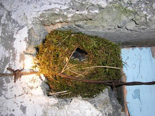 Wren s nest with young near