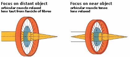 Anatomy of the Eye Let's Figure 2 - Accommodation of the eye via ciliary muscles pause for a moment and look at the anatomy of the eye.