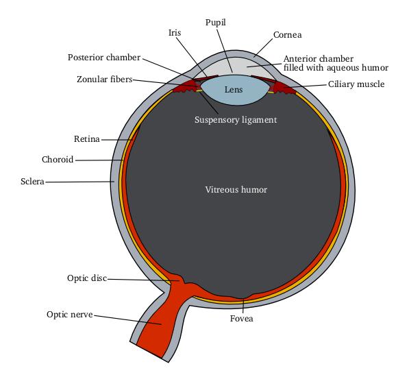 Figure 3 - The Human Eye From: http://en.wikipedia.org/wiki/eye Vision Defects Most of us have or will have some vision problems.