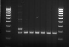 T:GENIUS APPLICATIONS DNA With a T:Genius you can use the UV transilluminator to capture images of DNA gels stained with Ethidium