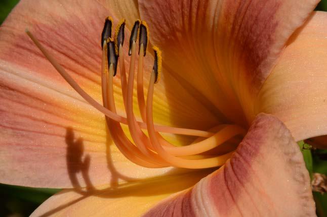 by Jerry Gantar With another daylily season just weeks away this seems like a perfect time to share some helpful tips and techniques for photographing daylilies.
