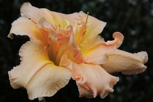 Composition: We re drawn to daylilies because they are beautiful and interesting flowers.