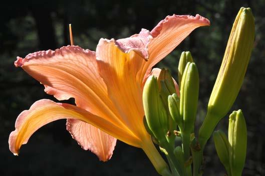 Also, look for backgrounds that complement the color of the daylily. This composition emphasizes the gracefully curved and twisting petals of 'Dublin Elaine'.