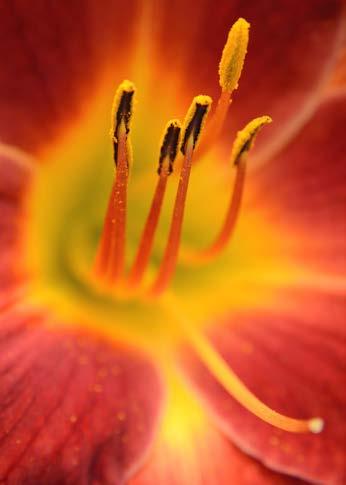 Photographing tiny water droplets clinging to daylily blooms can result in very appealing and interesting images.