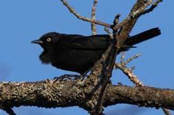 Rusty Blackbird Euphagus carolinus Federal Listing State Listing Global Rank State Rank Regional Status N/A SC G4 S3 Very High Photo by Len Medlock Justification (Reason for Concern in NH) The Rusty