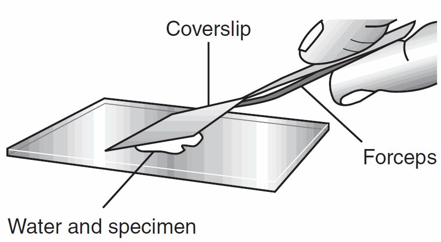1. A laboratory technique is illustrated in the diagram below. Explain why the coverslip is lowered at an angle. 2.
