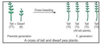 He then crossed the tall pea plants obtained in the first generation (F1 generation) and found that both tall plants and dwarf plants were obtained in the second generation (F2 generation) in the